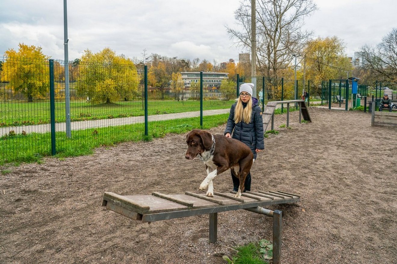 Балансир для дрессировки собак - вид 3